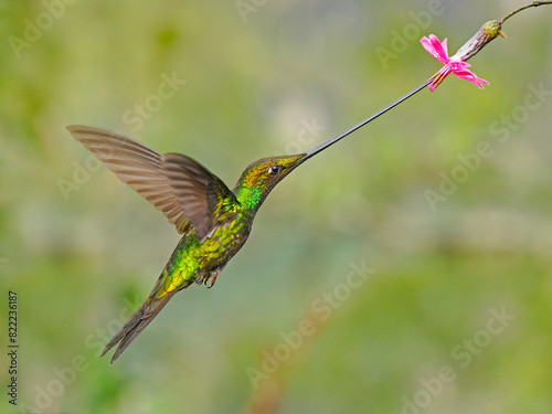 Sword-billed hummingbird (Ensifera ensifera) feeding on nectar, cloud forest, Ecuador.  photo