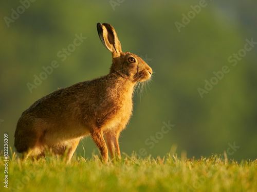 Brown hare (Lepus europaeus) standing in grassland in morning light, UK. June.  photo