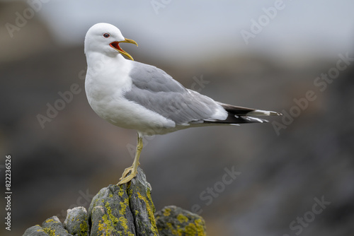 Common gull (Larus canus) perched on rock, calling, Runde, Norway. June. 