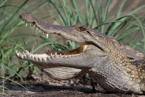 West African crocodile (Crocodylus suchus) with mouth open, head portrait, Allahein River, The Gambia.  photo