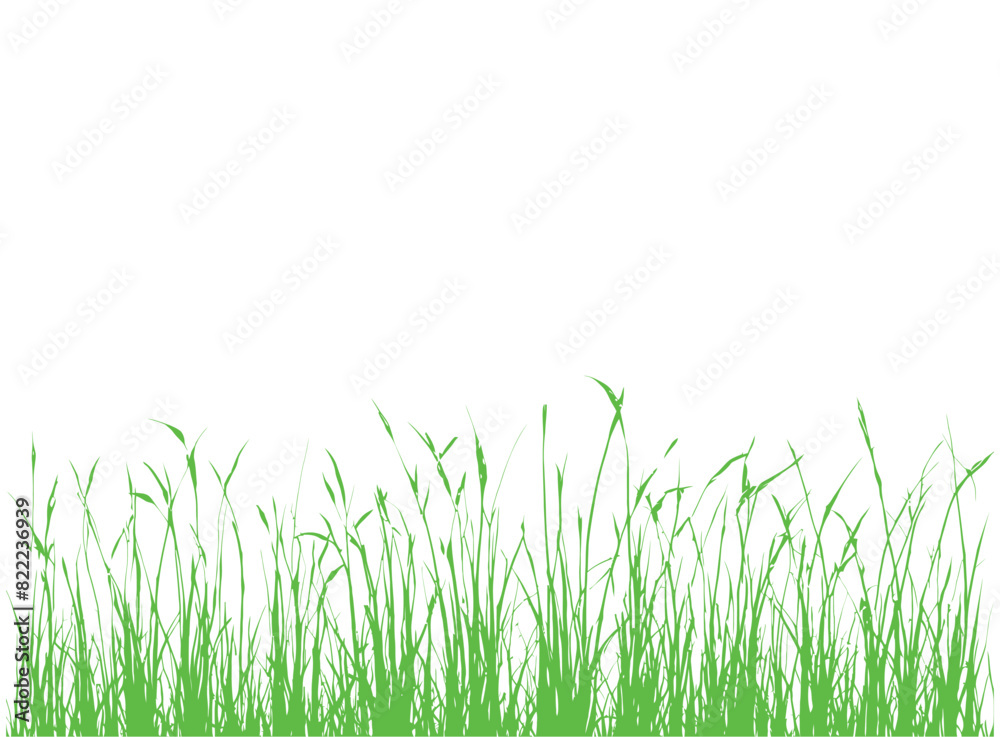 green grass isolated on white green grass isolated on white