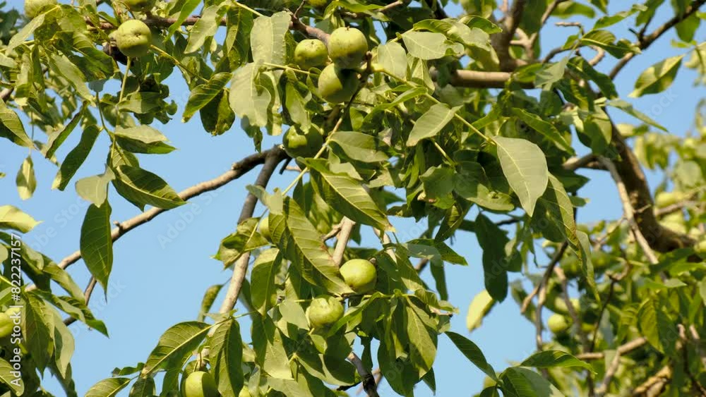 harvest of walnuts on a tree in the garden. Selective focus. harvest of walnuts on a tree in the garden. Selective focus.