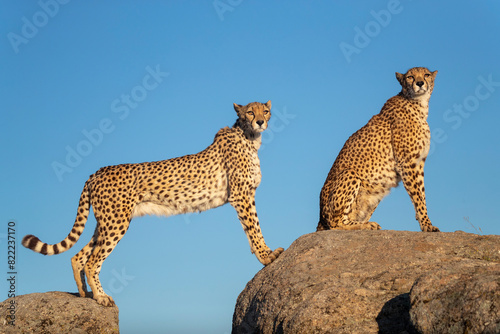Two Cheetahs (Acinonyx jubatus) standing and sitting on rocks against blue sky, Spain. Captive.  photo