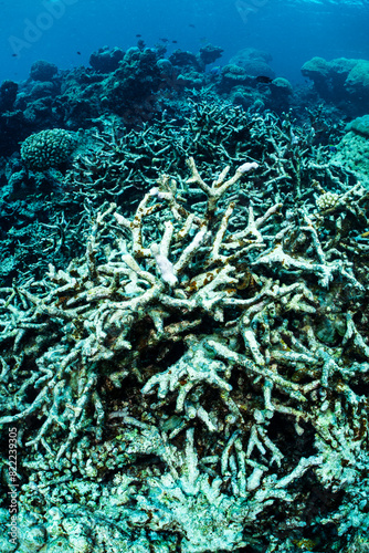 Branching coral (Acropora sp.)  lying dead on a reef, killed by bleaching from rising water temperatures, caused by climate change, Laamu Atoll, Maldives, Indian Ocean.  photo