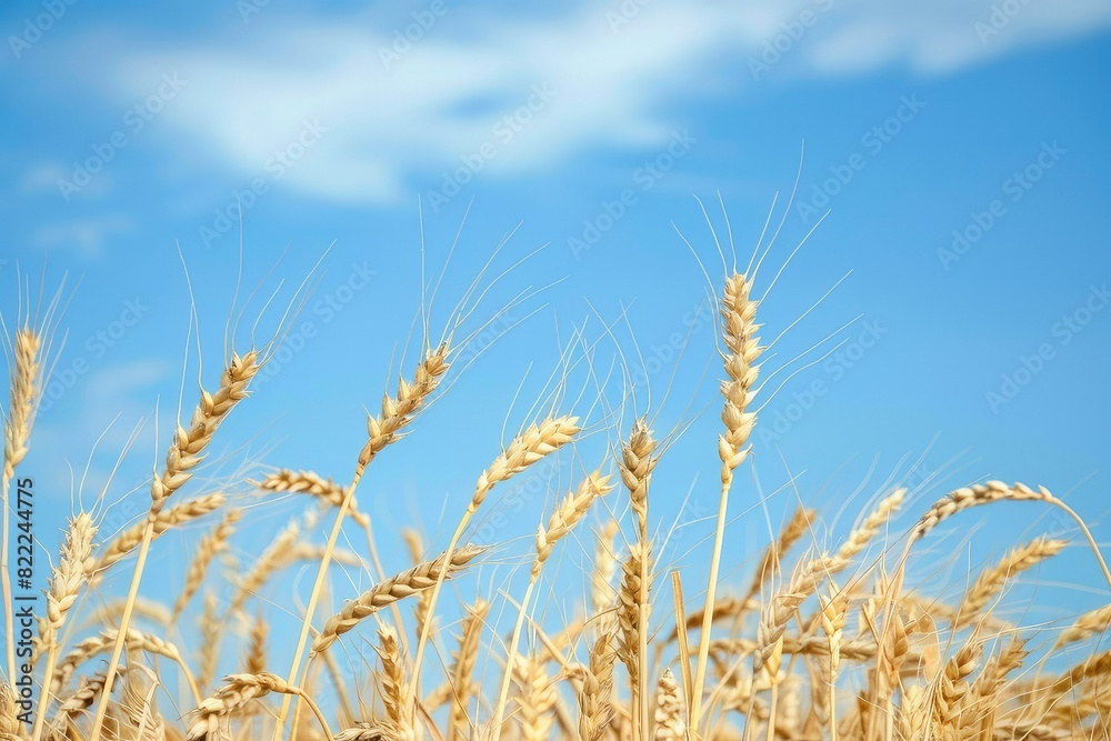 A field of golden wheat blowing in the wind under a blue sky with white clouds. A field of golden wheat blowing in the wind under a blue sky with white clouds.
