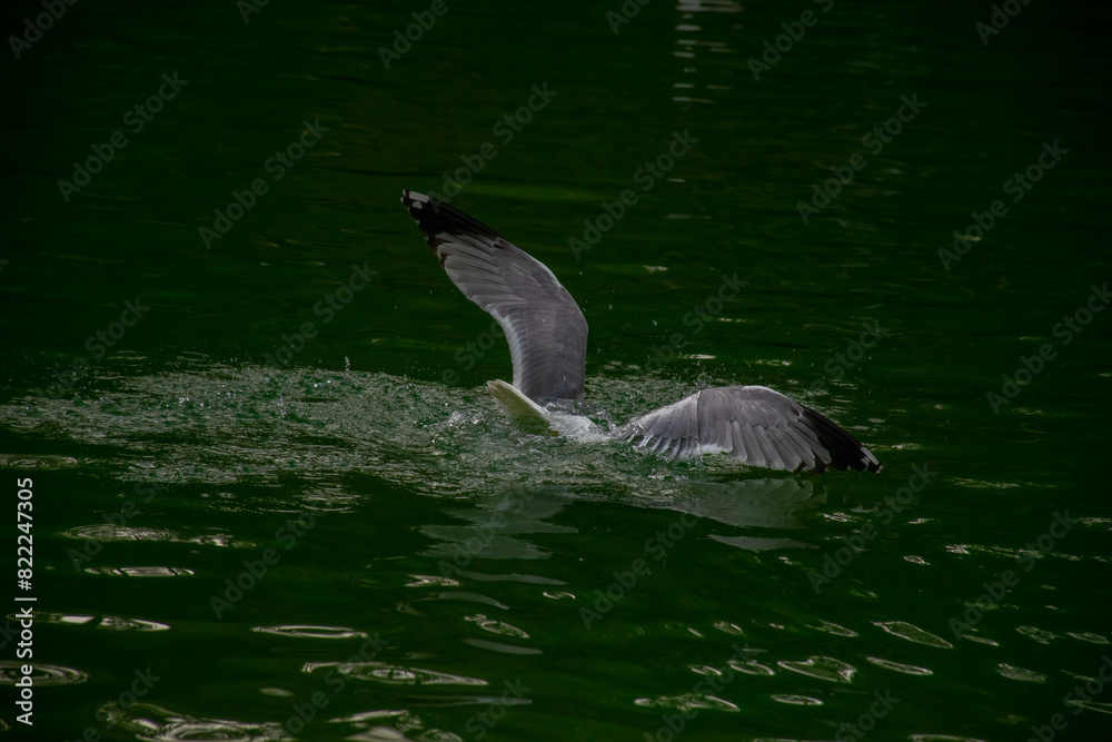 Fototapeta premium Seagulls dive into the water. Seagulls playing in the sea, taking off, floating.