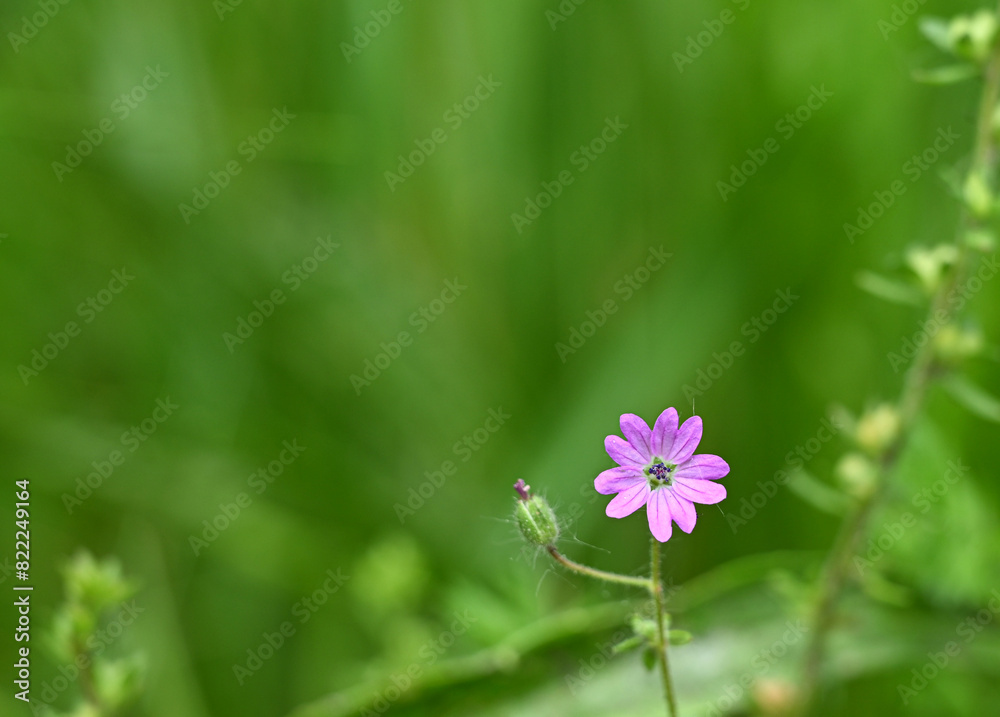 Beautiful close-up of geranium pusillum Beautiful close-up of geranium pusillum