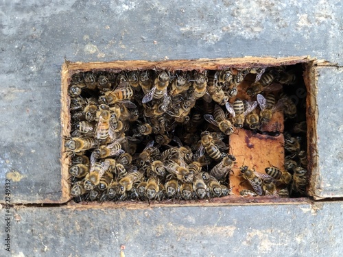 bee swarm, swarming bees in the summetime, central Europe,apis mellifera	
 photo