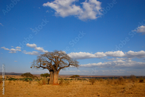 Afrikanische Affenbrotbaum oder Afrikanischer Baobab (Adansonia digitata) in Afrikanischer Landschaft photo