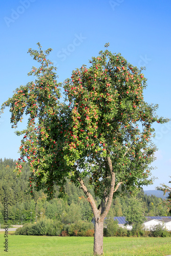 Apfelbaum mit roten Früchten