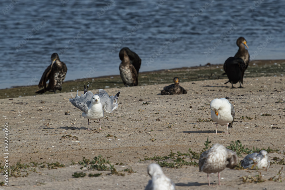 Fototapeta premium The beauty of the seagull on the Baltic Sea beach