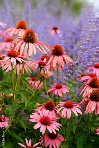 Sonnenhüte (Echinacea) Pflanze mit vielen Blüten und  Blauraute 