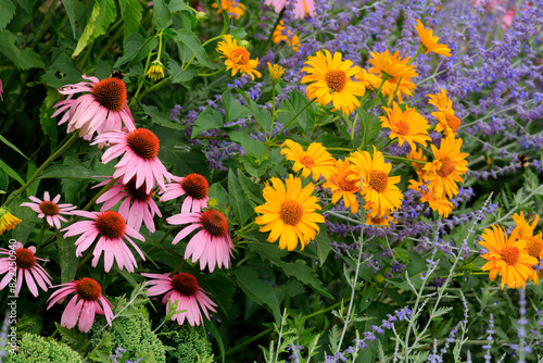 Sonnenhüte (Echinacea) Pflanze mit vielen Blüten und  Blauraute 