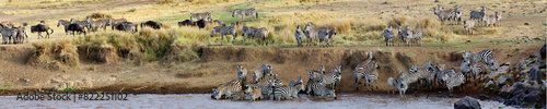 Zebras (Hippotigris) Herde am Mara River, Kenia, Ostafrika, Panorama 