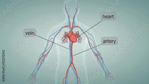 Human circulatory system