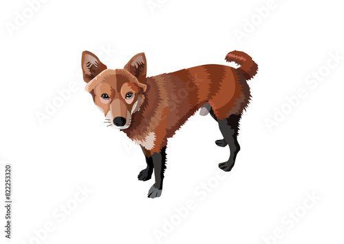 dog has mud on its legs on white background
