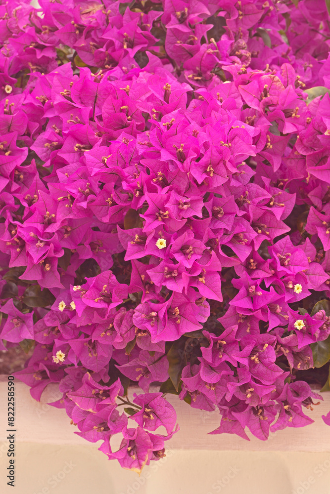 Fototapeta premium Flowering pink bougainvillea bush is lush
