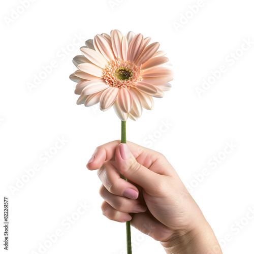 Hand holding flower, transparent background, isolated image, generative AI