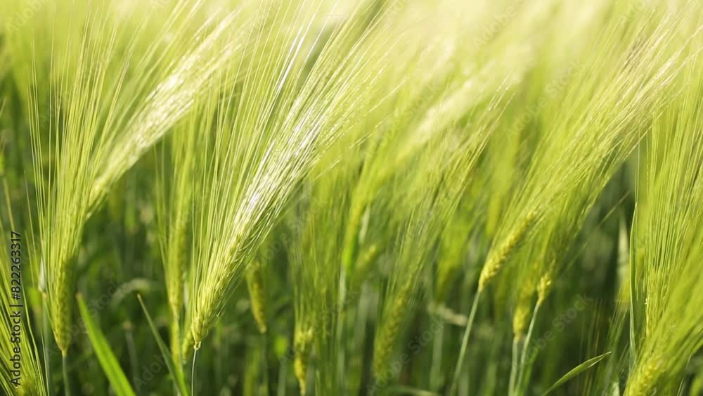 Beautiful barley field. Land area devoted to barley production. Cultivation of barley. Barley field in the morning. Beautiful barley field. Land area devoted to barley production. Cultivation of barley. Barley field in the morning.