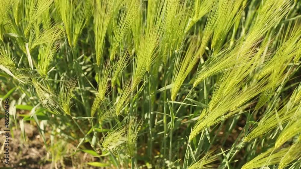 Barley. Beautiful barley field. Land area devoted to barley production. Cultivation of barley. Barley field in the morning. Barley. Beautiful barley field. Land area devoted to barley production. Cultivation of barley. Barley field in the morning.