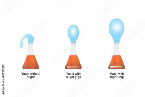 Yeast Respiration Experiment Scientific Design. Vector Illustration.