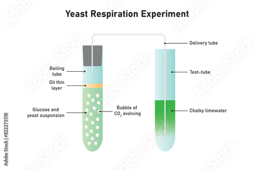 Yeast Respiration Experiment Scientific Design. Vector Illustration.