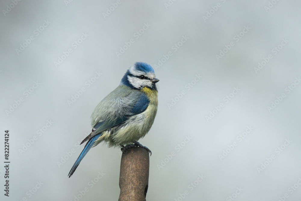 Obraz premium Blaumeise von der Seite