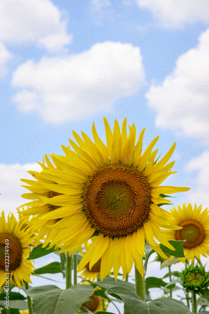 Obraz premium Sunflower