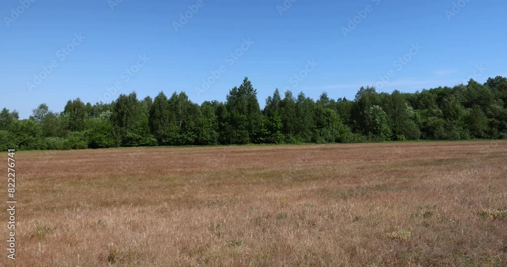 yellow grass growing in a field, a field with grass for use in animal husbandry yellow grass growing in a field, a field with grass for use in animal husbandry