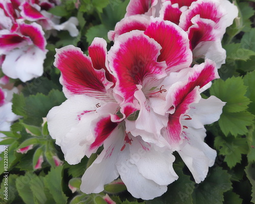 macro of beautiful white and pink flowering geranium