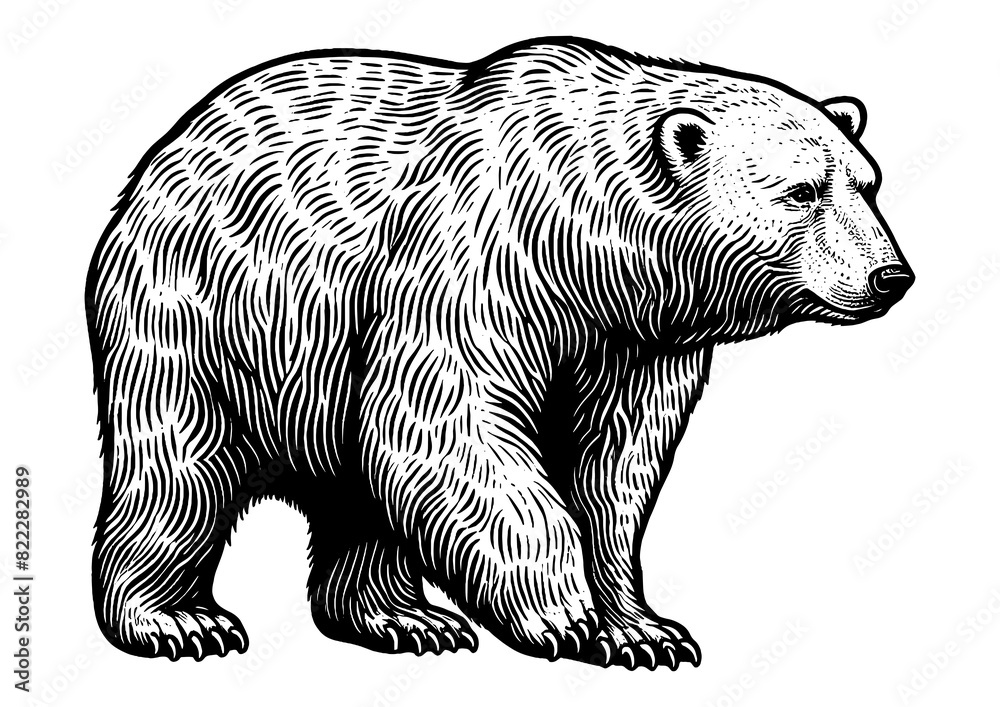 Fototapeta premium White polar Bear sketch engraving generative ai fictional character PNG illustration. Scratch board imitation. Black and white image.
