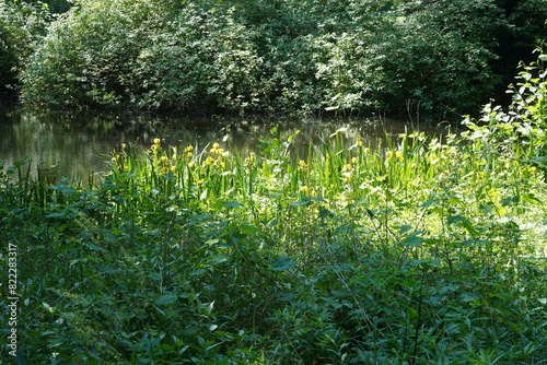 Vegetation an einem Wasserkanal im Großen Tiergarten in Berlin im Frühling