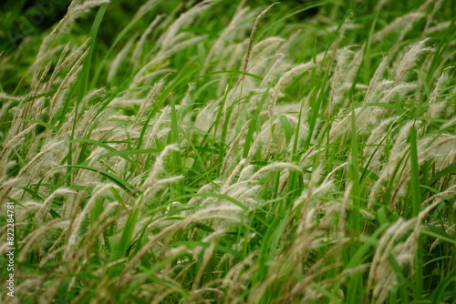 Panicum virgatum flowers bloom in the field photo