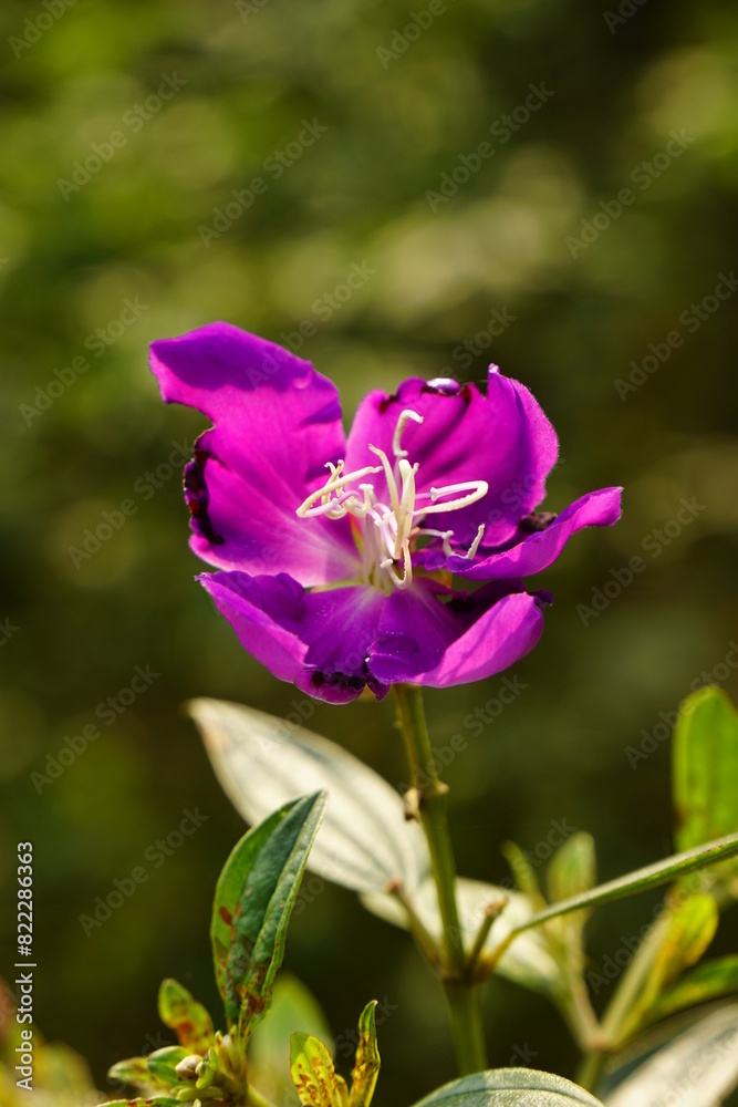 Close-up of Tibouchina semidecandra flower Close-up of Tibouchina semidecandra flower