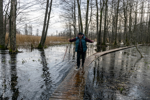 Coastal stand of forest flooded in spring, trail in flooded deciduous forest with wooden footbridge, lone traveler on wooden footpath