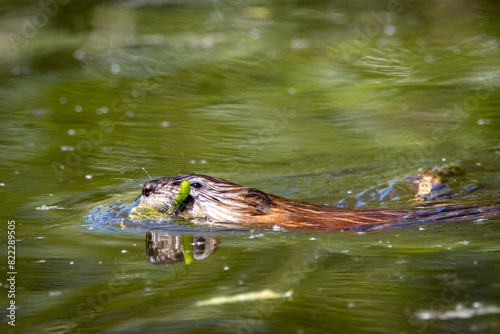 An adult muskrat holds a water flower and swims perpendicular to the camera lens. 