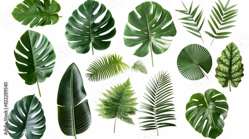 Collection of green leaves of tropical plant bush  monstera  palm  rubber plant  fern 