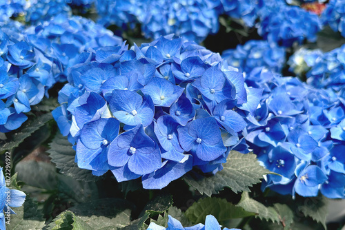 fiore di ortensia blu, blue hydrangea flower