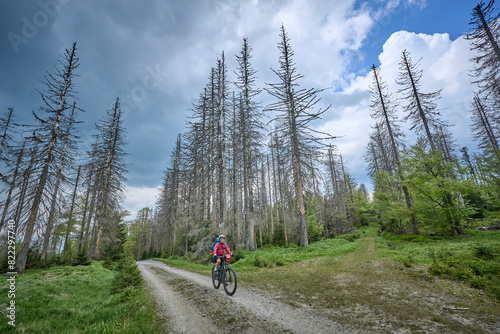 active senior woman on a bike packing tour with her electric mountain bike in the Bavarian Forest National Park with its by bark beetles dammaged Trees, Bavaria, Germany