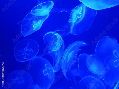 Jellyfish in the aquarium. Undersea world.