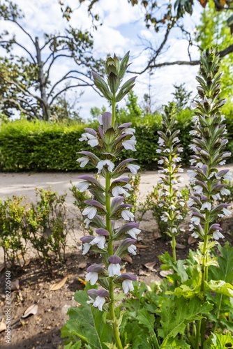 Wallpaper Mural The acanthus (Acanthus mollis) is a plant species belonging to the Acanthaceae family Torontodigital.ca