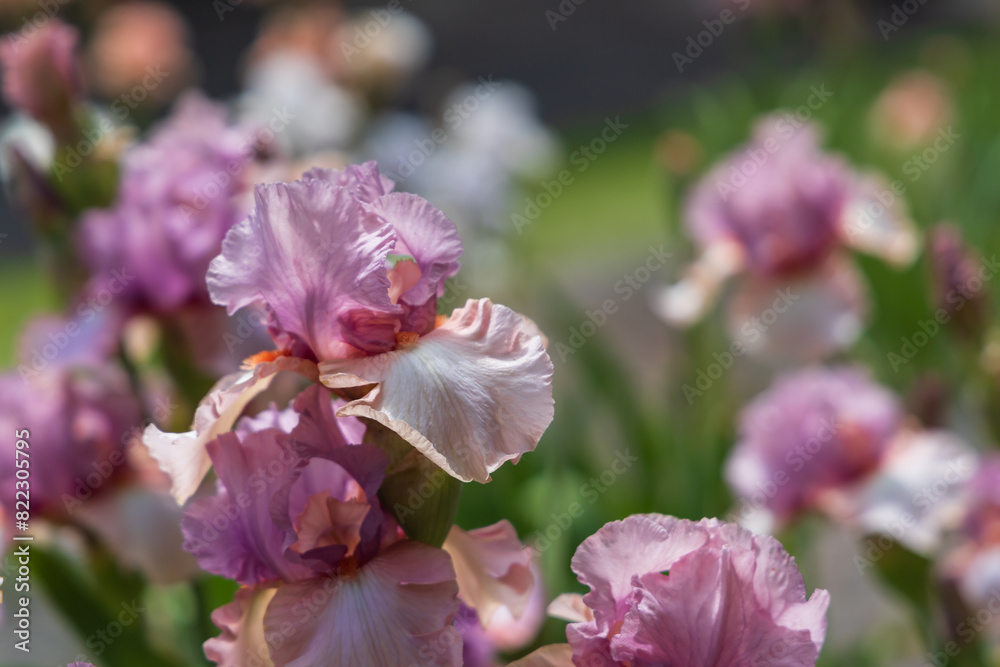 Blooming Iris - Iris in the garden, with a colorful background. Blooming Iris - Iris in the garden, with a colorful background.