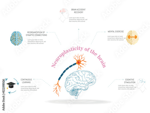A diagram of the brain with a neuron and a brain stem.Neuroplasticity of the brain.