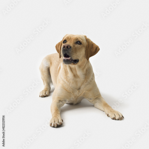 Portrait of Labrador Retriever on white background