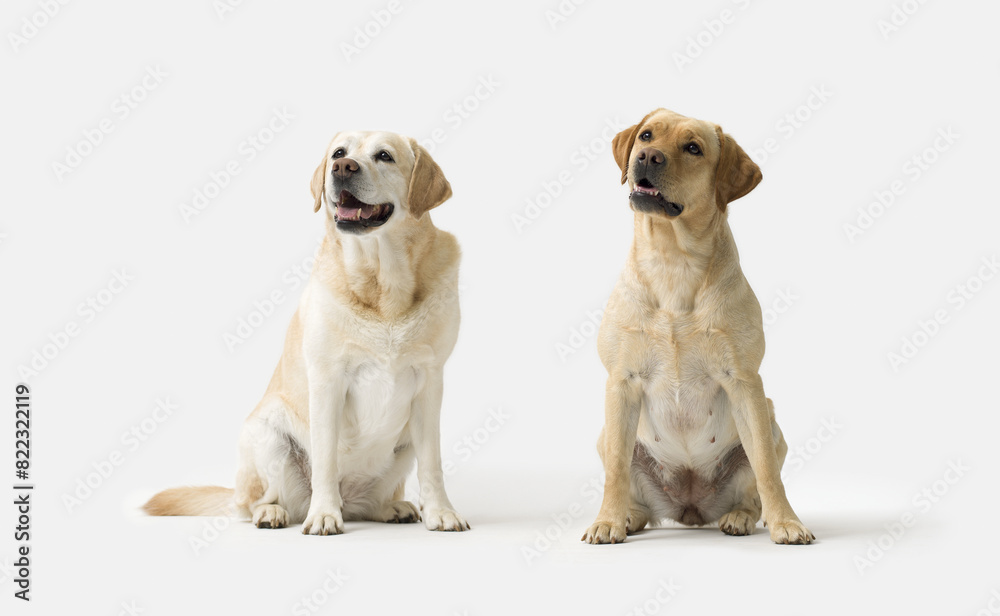 Portrait of Labrador Retriever standing on white background Portrait of Labrador Retriever standing on white background