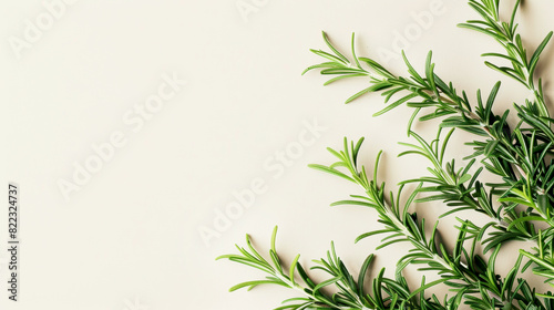 Aromatic green thyme isolated on light background. Fresh herbs concept. Banner  copy space