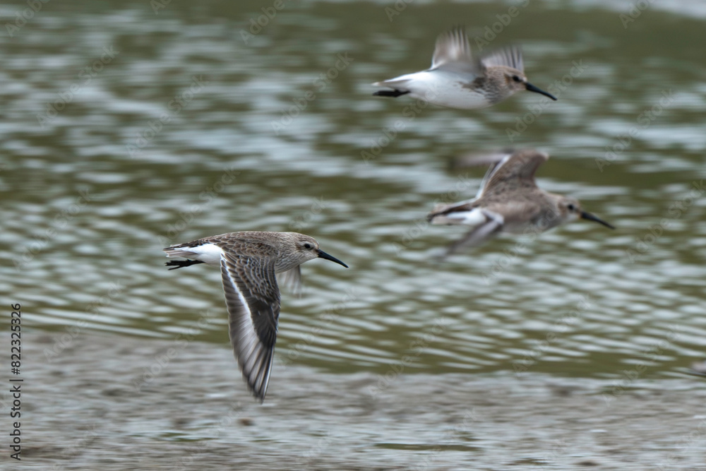Bécasseau variable,.Calidris alpina, Dunlin