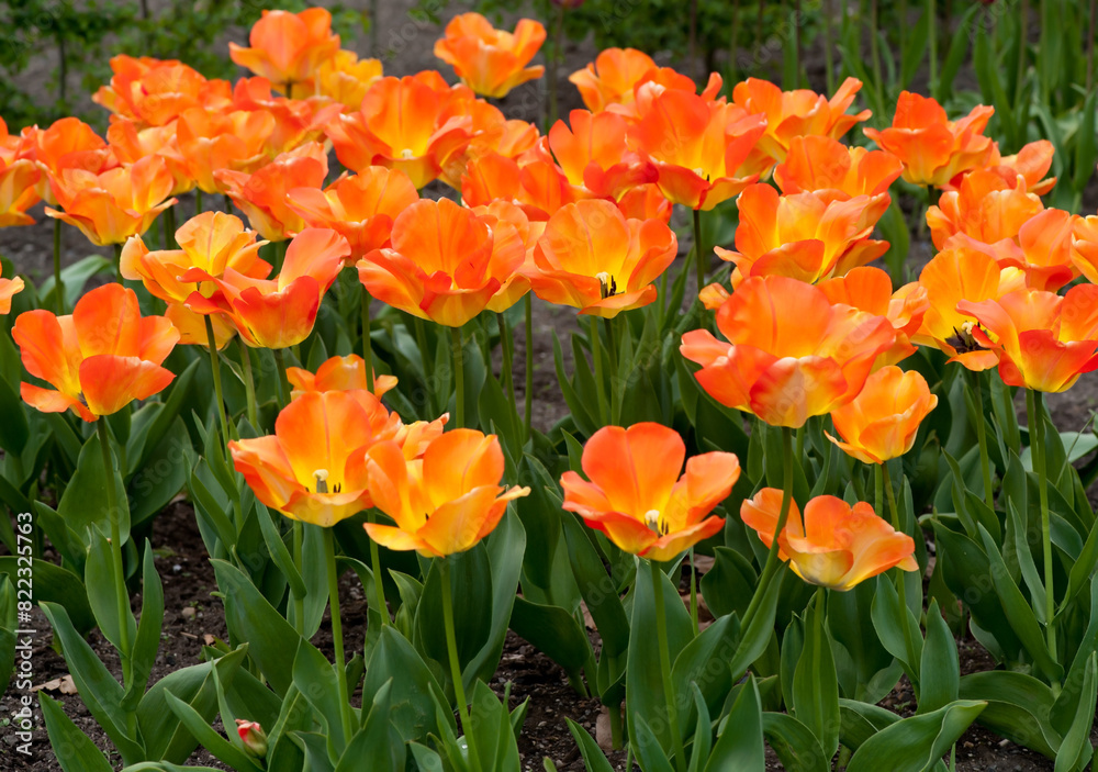 Orange tulip blossom in the garden Orange tulip blossom in the garden