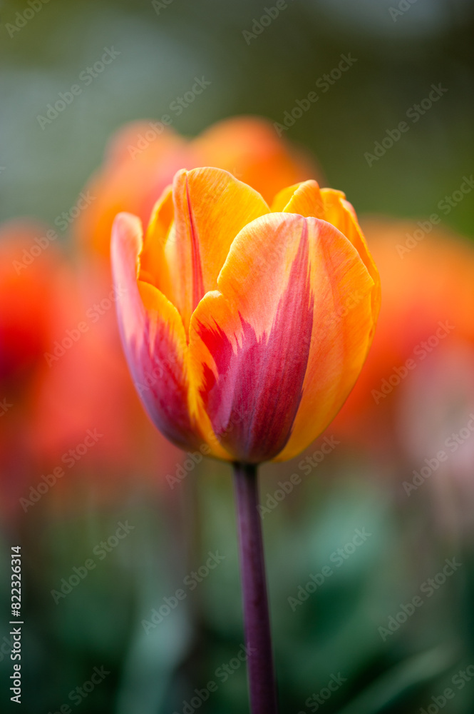 Beautiful tulip on a summer time Beautiful tulip on a summer time