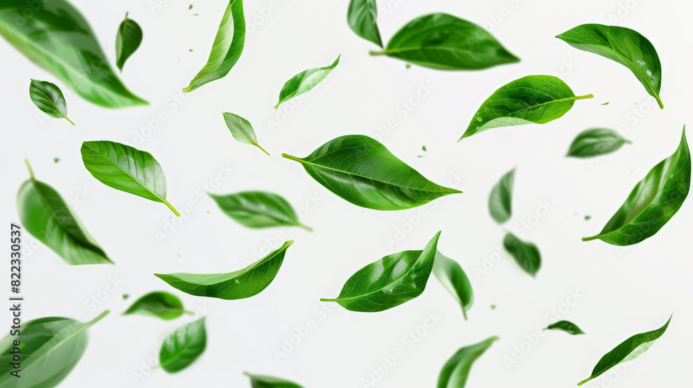 green leaves on a white background green leaves on a white background
